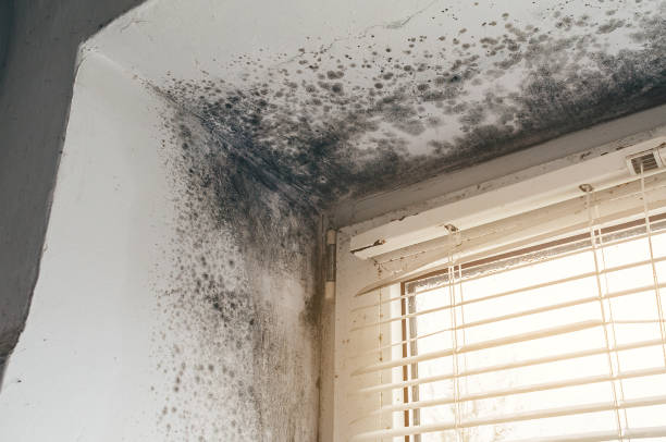 Affordable Crawl Space Mold Removal solutions in Ashburn, VA